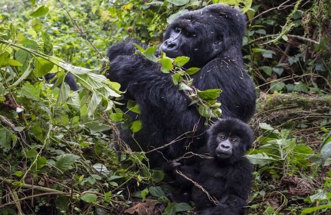 Berggorillas im Regenwald